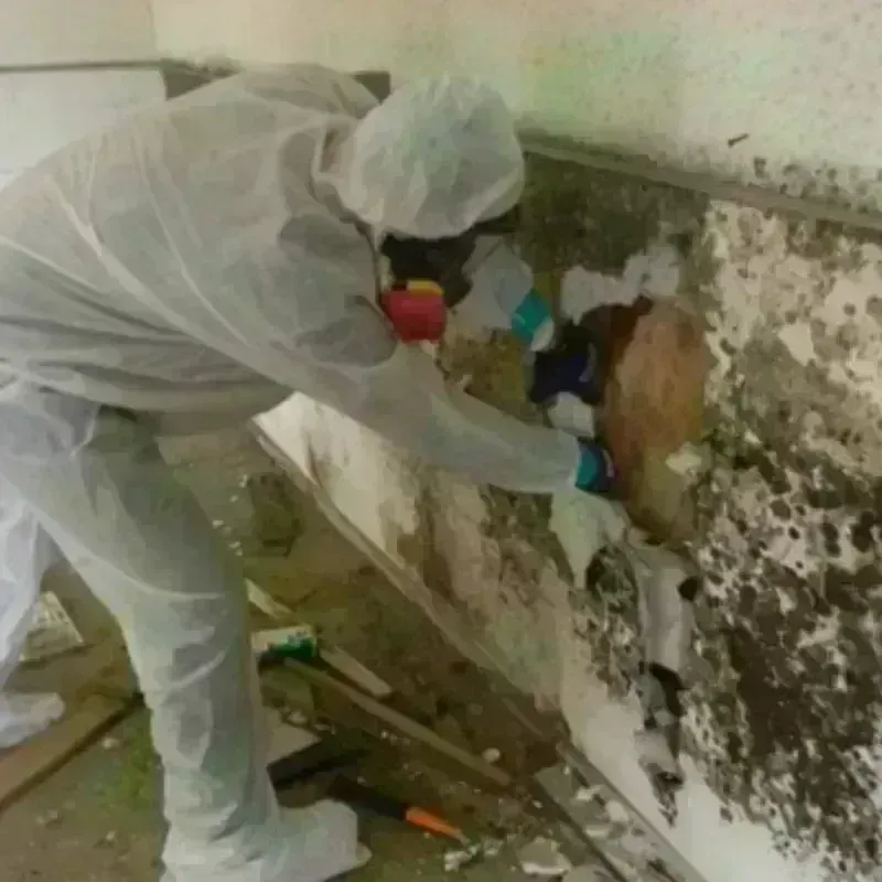 Mold Remediation and Removal in Riverside, OH